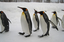 ���R��������