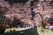 2011�N3����