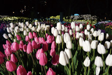 2012�N1����