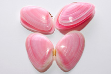 2012�N1����