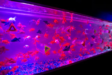 2012�N8��17���B�e