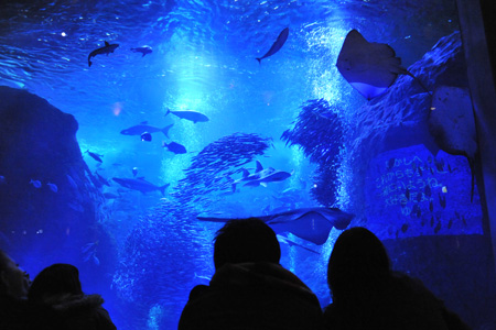 �����f�[�g�i�r,�B�e,�I���W�i��,���f�]�ڋ֎~,