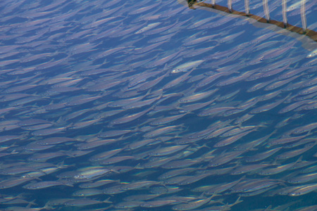 �����f�[�g�i�r,�B�e,�I���W�i��,���f�]�ڋ֎~,