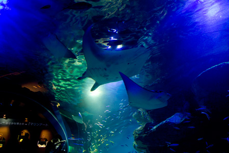 �����f�[�g�i�r,�B�e,�I���W�i��,���f�]�ڋ֎~,