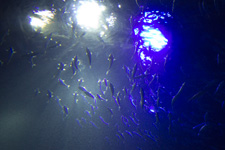 �����N�����B�e