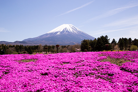 富士芝桜まつりの画像
