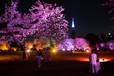 NAKED 桜の新宿御苑
